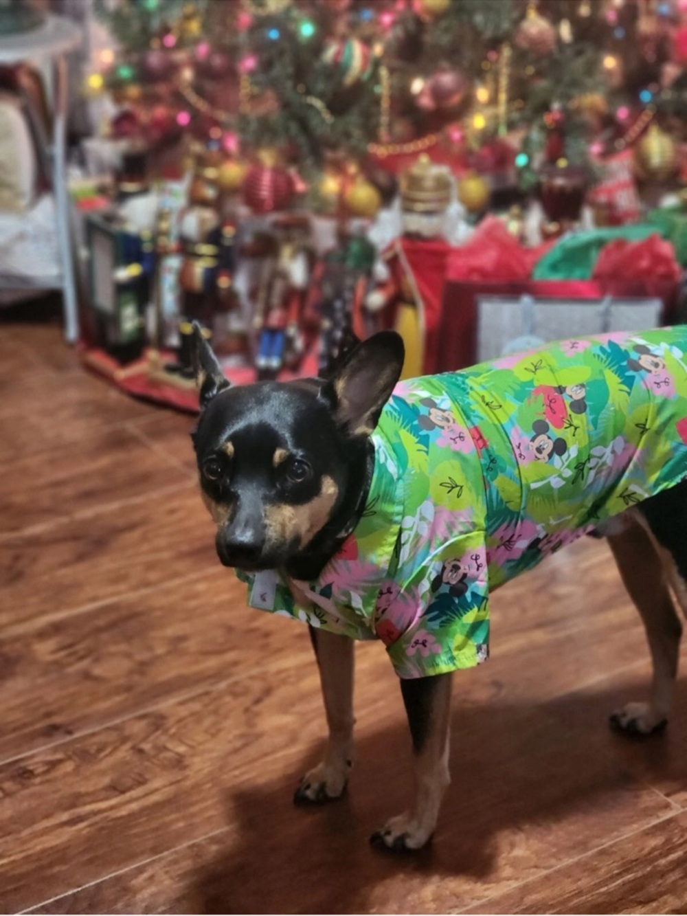 🆕 DISNEY Mickey Mouse Hawaiian Shirt For Dogs SIZE MEDIUM (10-22pounds) - Picture 5 of 9
